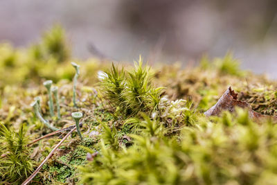 Close-up photo of moss on a fallen tree. macro