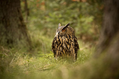 An owl in woodland.