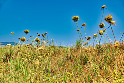 Plants growing on field against sky