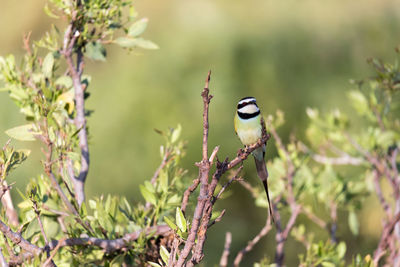 Close-up of bird perching on branch