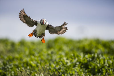 Atlantic puffin carrying fish in mouth while flying over plants