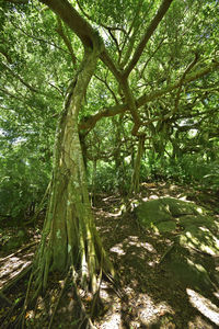 Trees in forest