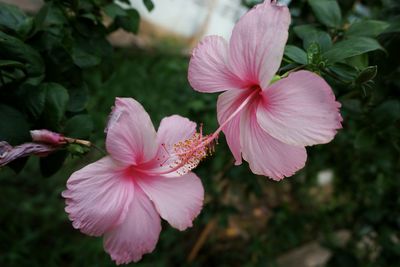 Close-up of pink flower