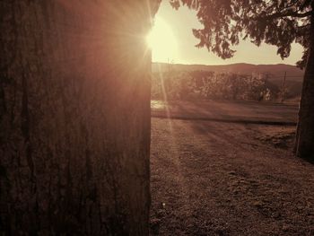 Sunlight streaming through trees on field during sunset