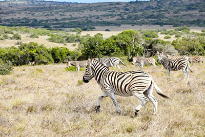 View of zebras on landscape
