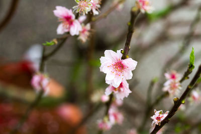 Close-up of pink flowers