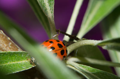 Close-up of ladybug on leaf