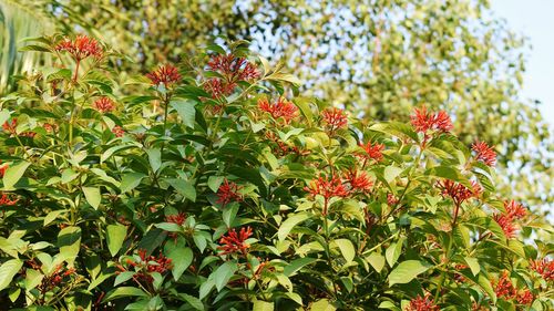 Close-up of red flowers blooming outdoors