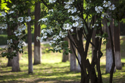 View of flowering trees in park