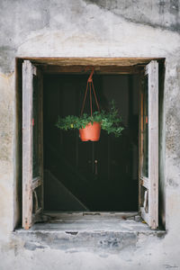 Plant growing on wall