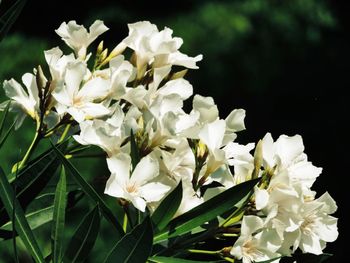 Close-up of white flowers