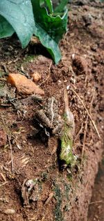 High angle view of roots on field