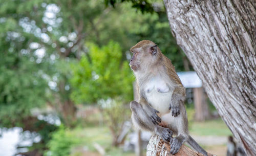 A monkey sitting alone out door. 