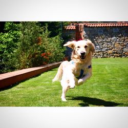 Dog on grassy field