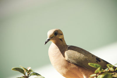 Close-up of bird perching on a plant