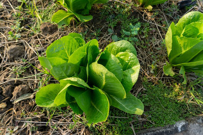 High angle view of green plant on field