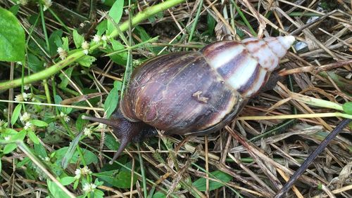 Close-up of snail on ground