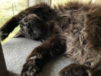 Close-up of a cat resting