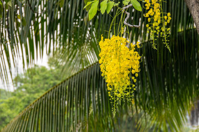 Close-up of yellow flowering plant on land