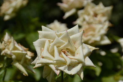 Close-up of flower against blurred background