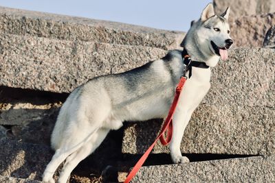 Dog looking away