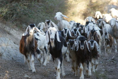 Herd of goats