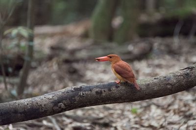 Rear view of kingfisher perching with prey on branch