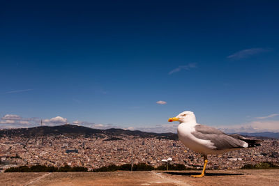 Seagull perching on a rock