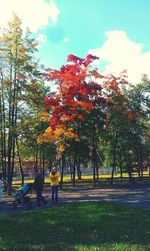 Trees in park against sky