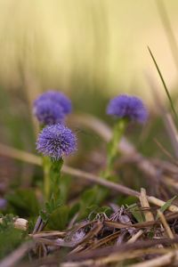 Close-up of purple flowering plant on field