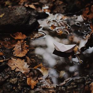 High angle view of leaves floating on water