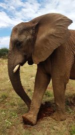 Side view of elephant on field
