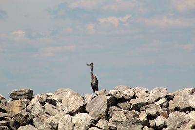 Bird perching on rock by sea against sky