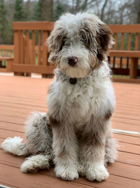 Portrait of white dog sitting on floor