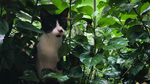 Portrait of cat against plants