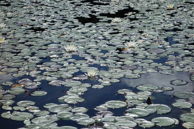 High angle view of flowers floating on water