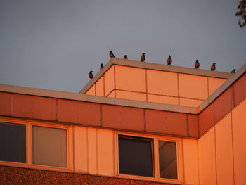 Low angle view of birds sitting on building against sky during sunset 