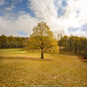 Trees on field against sky