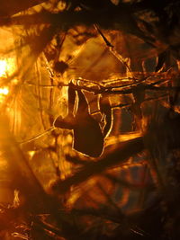 Close-up of horse hanging on branch