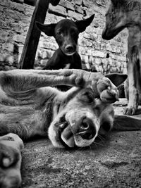Close-up of dogs relaxing