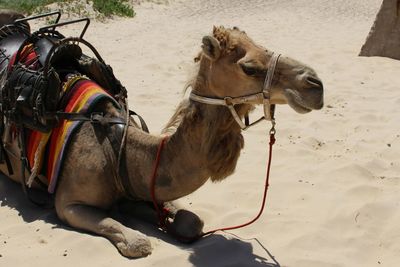 Side view of camel on sand