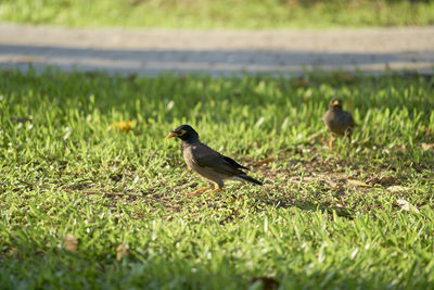 Bird perching on a field