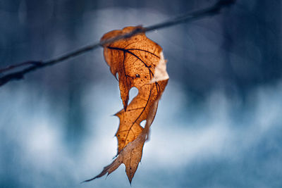 Close-up of dry leaf on branch against blurred background