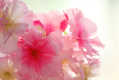 Close-up of pink cherry blossoms