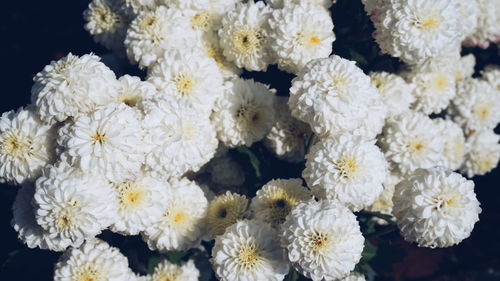 Close-up of white flowering plants