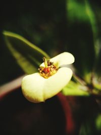 Close-up of insect on flower