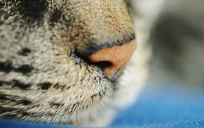 Close-up of white cat