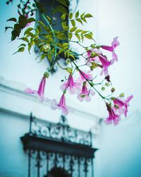 Low angle view of plant against house