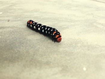 Close-up of insect on sand