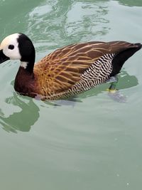 High angle view of duck swimming in lake